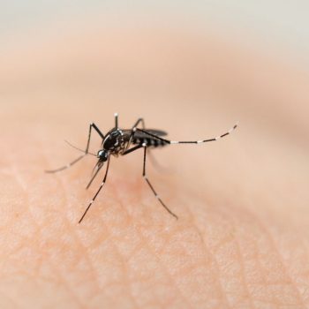 prefeitura-anuncia-criacao-da-central-de-atendimento-da-dengue-de-joinville