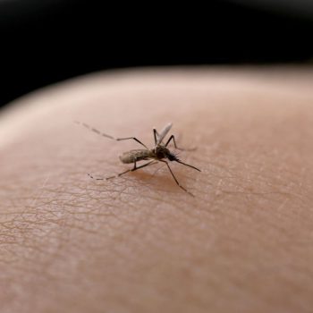 prefeitura-de-joinville-decreta-situacao-de-emergencia-por-causa-do-alarmante-crescimento-dos-casos-de-dengue